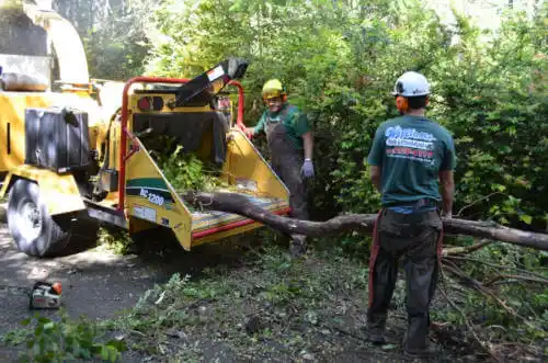 tree services Hazlehurst